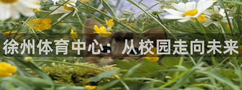 JJB竞技宝官网下载招商电话是多少号码：徐州体育中心